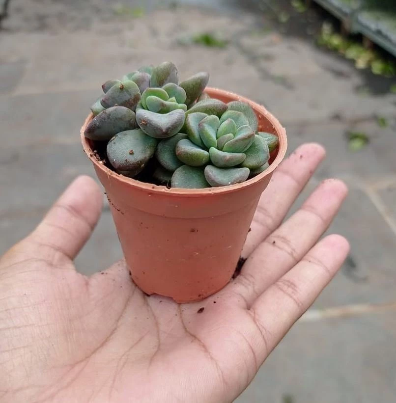 CGASPL Plants Sedum Commixtum Small Succulent Plant 5 CGASPL Plants Sedum Commixtum Small Succulent Plant