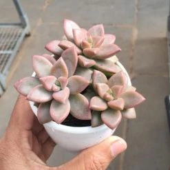 CGASPL Sedum Sorrento Small Succulent Plant Plants