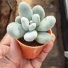 CGASPL Sedum Treleasei Small Succulent Plant