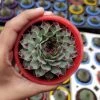 CGASPL Plants Sempervivum Calcareum Succulent Plant