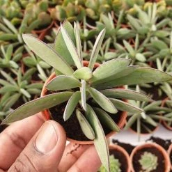 CGASPL Senecio Crassisimus Small Succulent Plant Plants