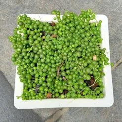 CGASPL Senecio 'String Of Pearls' Big Succulent Plant