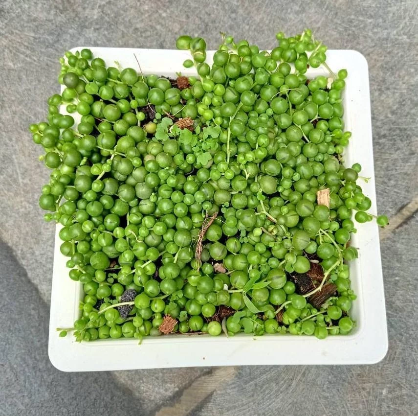 CGASPL Senecio 'String Of Pearls' Big Succulent Plant 3 CGASPL Senecio 'String Of Pearls' Big Succulent Plant