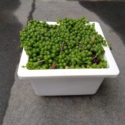 CGASPL Senecio 'String Of Pearls' Big Succulent Plant