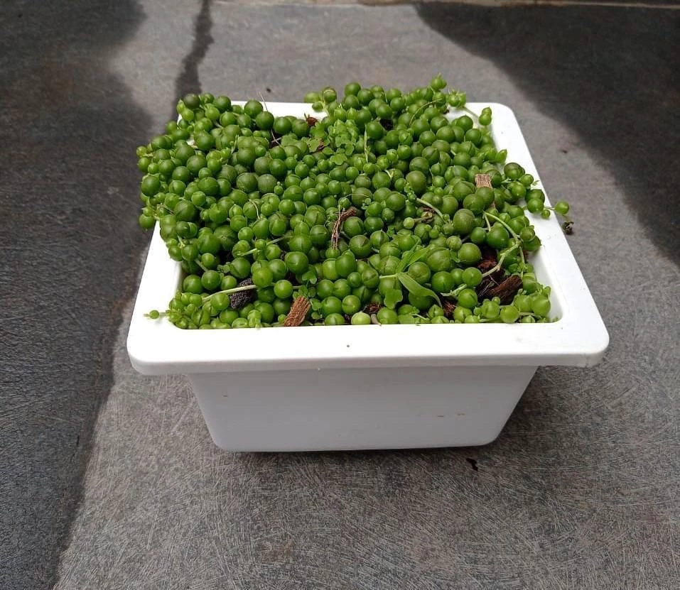 CGASPL Senecio 'String Of Pearls' Big Succulent Plant 4 CGASPL Senecio 'String Of Pearls' Big Succulent Plant