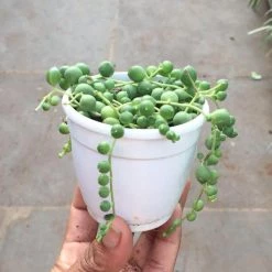 CGASPL Plants Senecio 'String Of Pearls' Small Succulent Plant