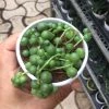 CGASPL Plants Senecio 'String Of Pearls' Small Succulent Plant