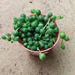 CGASPL Plants Senecio 'String Of Pearls' Small Succulent Plant