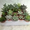 CGASPL Soft Succulent Tray - Assorted 25 Varieties (Any 25 Succulents Depend On Availability)