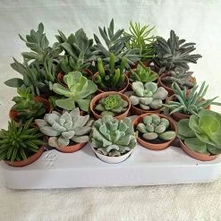 CGASPL Soft Succulent Tray - Assorted 25 Varieties (Any 25 Succulents Depend On Availability)