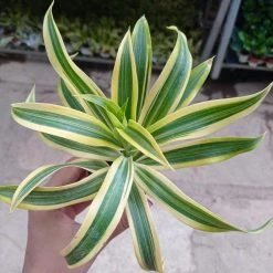 CGASPL (Chlorophytum) Airpurifying Indoor Live Plant