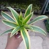 CGASPL (Chlorophytum) Airpurifying Indoor Live Plant