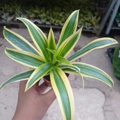 CGASPL (Chlorophytum) Airpurifying Indoor Live Plant