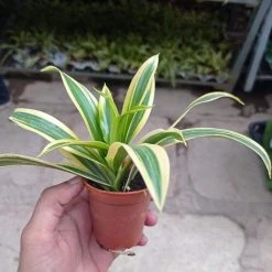 CGASPL (Chlorophytum) Airpurifying Indoor Live Plant