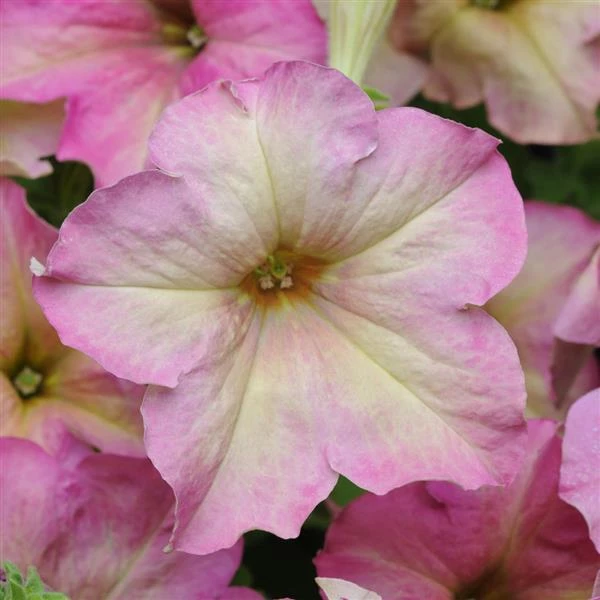 Pan American Seeds Petunia Sophistica Antique Shades Flower Seeds Imported Flower Seeds 3 Pan American Seeds Petunia Sophistica Antique Shades Flower Seeds Imported Flower Seeds