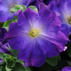 Pan American Seeds Petunia Sophistica Blue Morn Flower Seeds