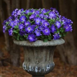 Pan American Seeds Petunia Sophistica Blue Morn Flower Seeds