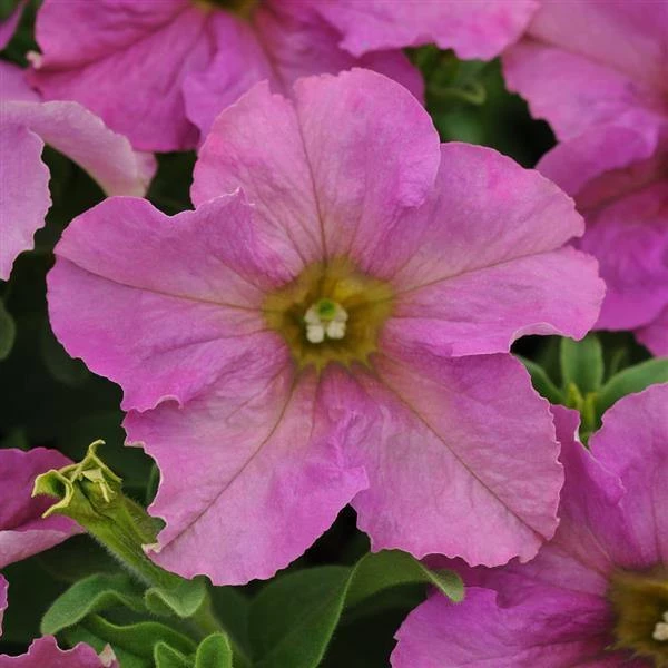 Pan American Seeds Petunia Sophistica Twilight Flower Seeds 3 Pan American Seeds Petunia Sophistica Twilight Flower Seeds