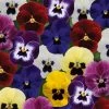 CGASPL Viola Sorbet Blotch Mix Flower Seeds Imported Flower Seeds 2 CGASPL Viola Sorbet Blotch Mix Flower Seeds Imported Flower Seeds