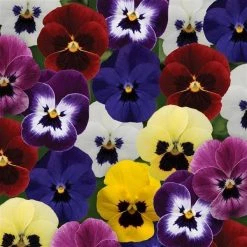 CGASPL Viola Sorbet Blotch Mix Flower Seeds Imported Flower Seeds