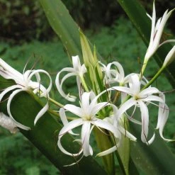 CGASPL Spider Lily White Flower Bulbs (Pack Of 6) Winter Flower Bulbs