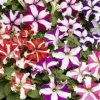 CGASPL Imported Flower Seeds Petunia Single Gf. Tritunia Star Mix Flower Seeds 2 CGASPL Imported Flower Seeds Petunia Single Gf. Tritunia Star Mix Flower Seeds