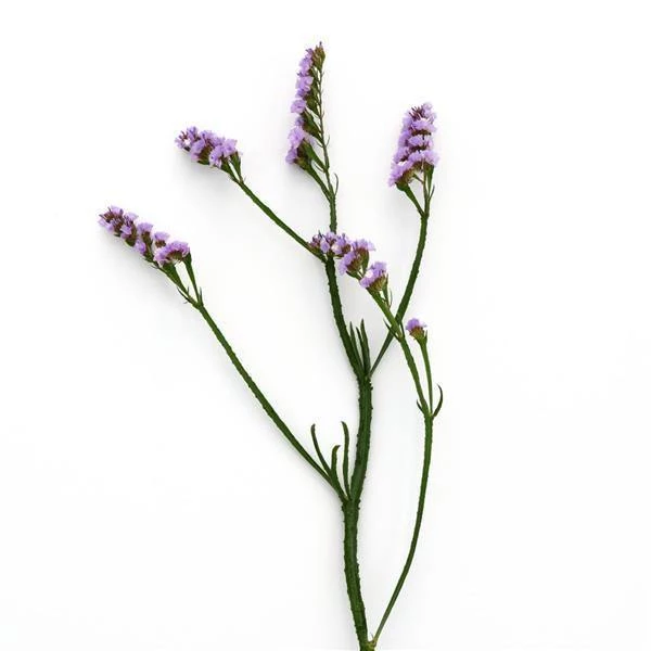 CGASPL Statice QIS Blue Pale Flower Seeds Imported Flower Seeds 5 CGASPL Statice QIS Blue Pale Flower Seeds Imported Flower Seeds