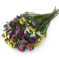 CGASPL Statice QIS Mix Flower Seeds