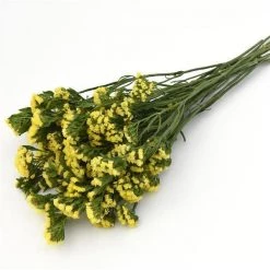 CGASPL Statice QIS Yellow Flower Seeds