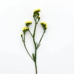 CGASPL Statice QIS Yellow Flower Seeds