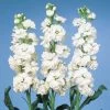 CGASPL Imported Flower Seeds Stock Cheerful White Flower Seeds