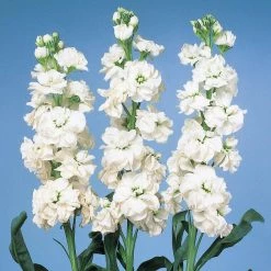 CGASPL Imported Flower Seeds Stock Cheerful White Flower Seeds