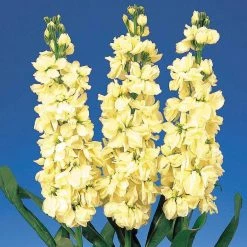 CGASPL Stock Cheerful Yellow Flower Seeds