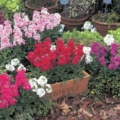 Takii Seeds Imported Flower Seeds Stock Harmony Mix Flower Seeds