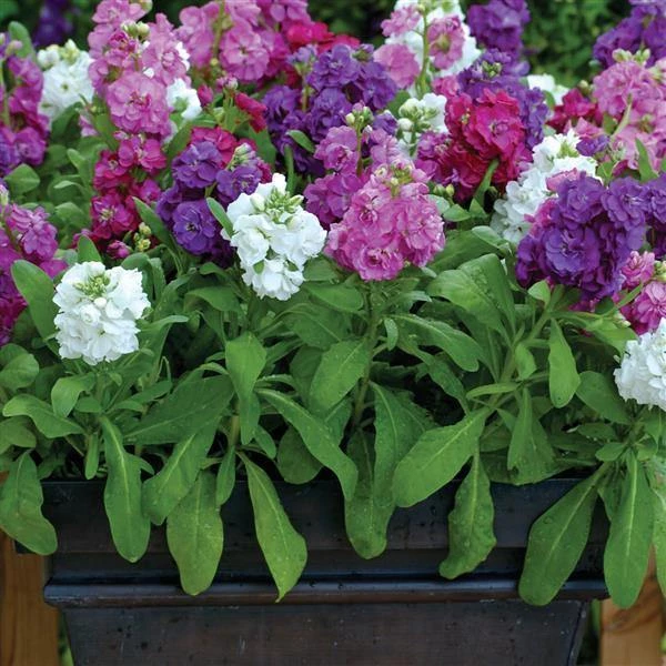 CGASPL Stock Hot Cake Formula Mix Seeds Imported Flower Seeds 4 CGASPL Stock Hot Cake Formula Mix Seeds Imported Flower Seeds