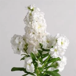 CGASPL Imported Flower Seeds Stock Hot Cake White Flower Seeds