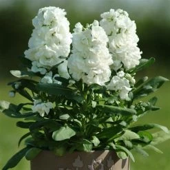 CGASPL Imported Flower Seeds Stock Hot Cake White Flower Seeds
