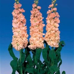 CGASPL Imported Flower Seeds Stock Iron Apricot Flower Seeds