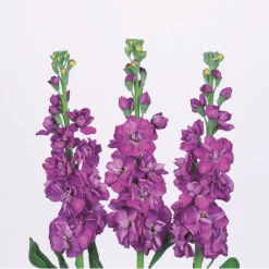 CGASPL Stock Iron Blue Flower Seeds