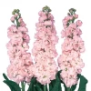 CGASPL Stock Iron Cherry Blossom Flower Seeds
