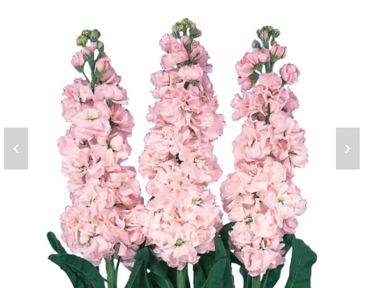 CGASPL Stock Iron Cherry Blossom Flower Seeds 3 CGASPL Stock Iron Cherry Blossom Flower Seeds