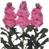 CGASPL Stock Iron Deep Pink Flower Seeds 1 CGASPL Stock Iron Deep Pink Flower Seeds