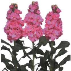 CGASPL Stock Iron Deep Pink Flower Seeds