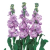 CGASPL Stock Iron Marine Flower Seeds Imported Flower Seeds