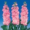 CGASPL Imported Flower Seeds Stock Iron Pink Flower Seeds 2 CGASPL Imported Flower Seeds Stock Iron Pink Flower Seeds