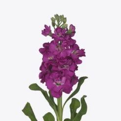 CGASPL Stock Iron Purple Flower Seeds