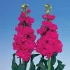 CGASPL Stock Iron Rose Flower Seeds Imported Flower Seeds 1 CGASPL Stock Iron Rose Flower Seeds Imported Flower Seeds