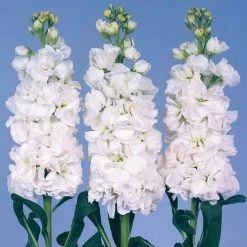 CGASPL Stock Iron White Flower Seeds Imported Flower Seeds