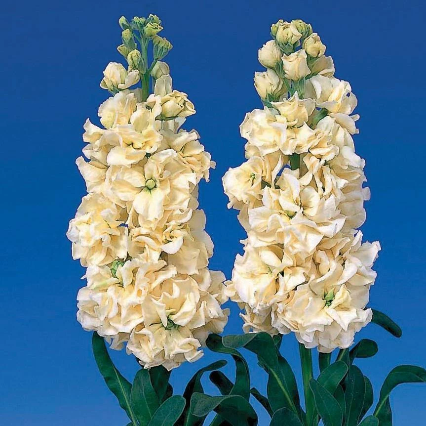 CGASPL Stock Iron Yellow Flower Seeds 3 CGASPL Stock Iron Yellow Flower Seeds