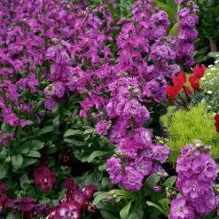 CGASPL Stock Mime Mix Flower Seeds Imported Flower Seeds